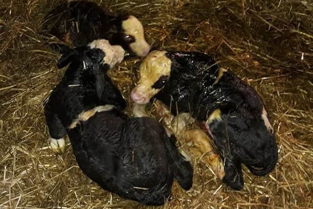 Triplet calves born at Corsbie Farm, Earlston.