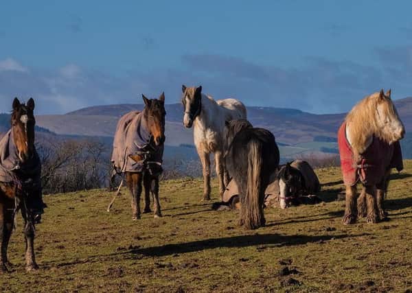 a group of grazing ponies in the hills above Melrose enjoying the morning sunshine.