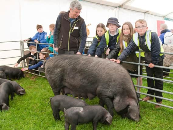 These rare black pigs proved a popular display