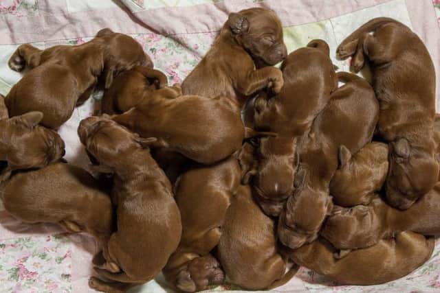 The puppies just after they were born. Photo: Katielee Arrowsmith/SWNS.