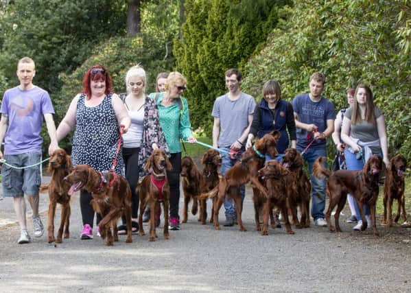 Ten of the 11 reunited Irish setter puppies. Photo: Katielee Arrowsmith / SWNS.