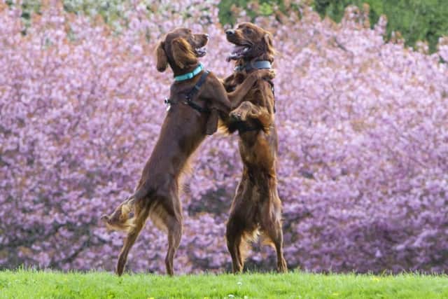 Two of the pups playing. Photo: Katielee Arrowsmith / SWNS.