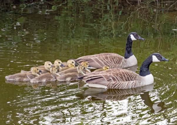 Family outing on the River Ale  (Canada Geese) by Lilliesleaf.