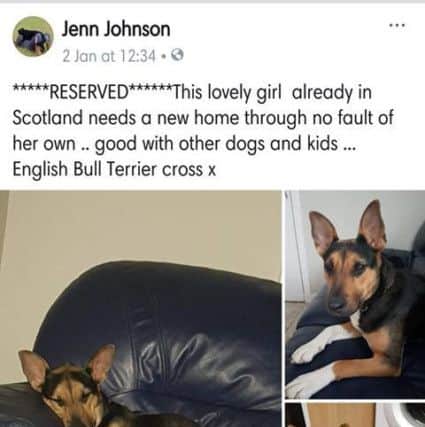 Jenn Johnson's Facebook post after Poppy had killed three cats and bit a child at her previous foster home