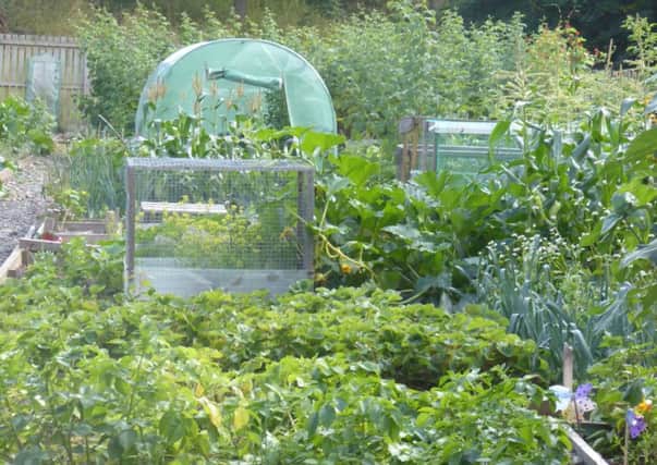 Tweedbank allotment holders held an open day in order for members of the public to see how things had developed since the space was created four years ago.