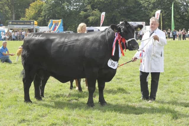 Andrew Hodge with his champion Angus heifer, which won the top prize at the Berwickshire County Show.