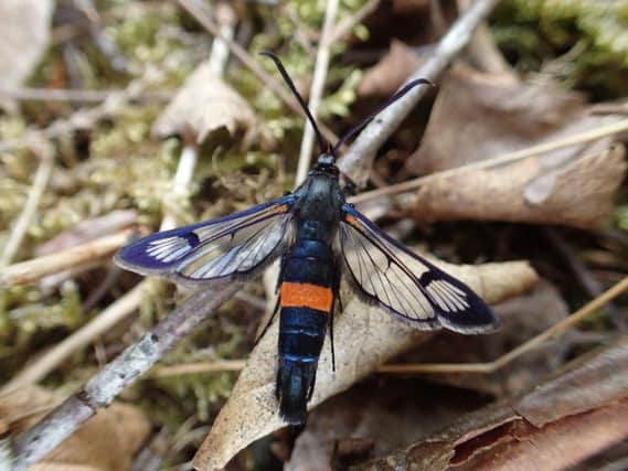 Large Red-belted Clearwing at Spottiswoode