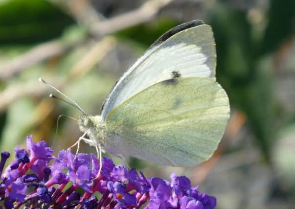 A Large White butterfly
