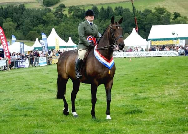 Champion of Champions at Peebles Show horse.