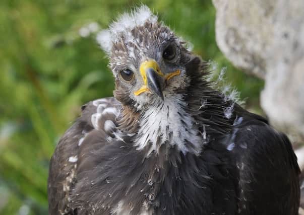 One of the golden eagle chicks released this week in the Moffat Hills. Photo: Laurie Campbell.