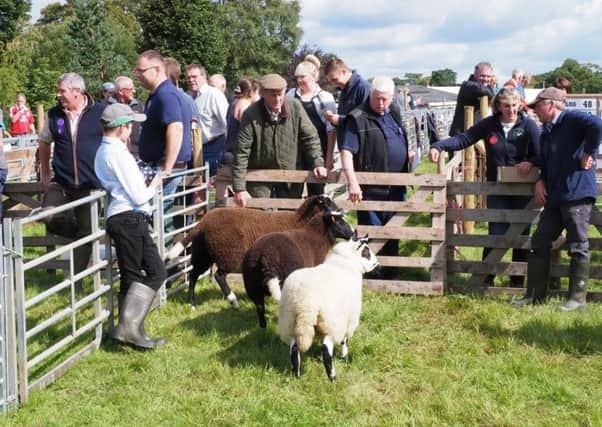 Spectators and exhibitors in the field.