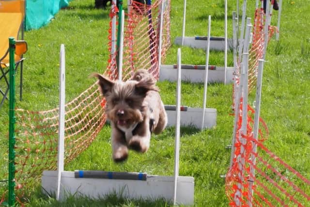 A scotty dog takes to the obstacle course as part of the dog show.