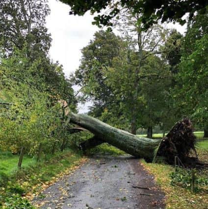 Several trees are down at Wilton Lodge Park.