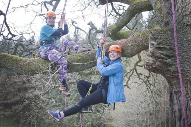 Tree climbing at Bowhill