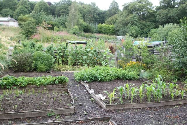 The Wilton Park Road allotments in Hawick.