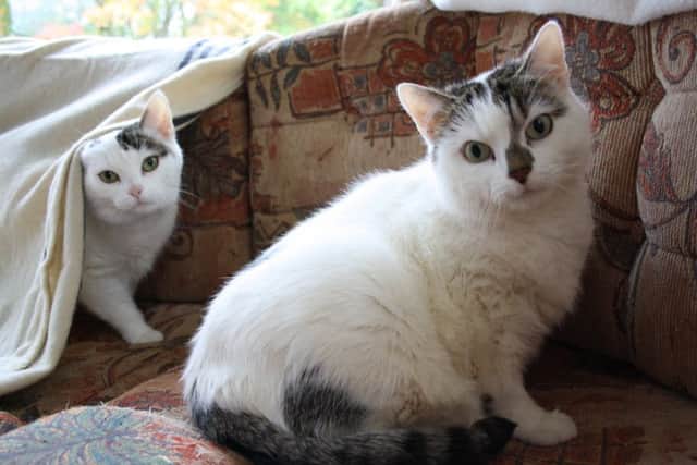 Willow and Mittens...shy pair need a new home together, without any dogs.