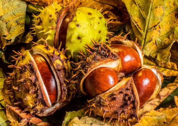 Recent gales have caused chestnut trees to shed their fruits. Photographer Curtis Welsh said: This image, shot near St Boswells, I entitle Chestnut Minefield, which in close-up resembles a spiky minefield with plenty of autumn colour.