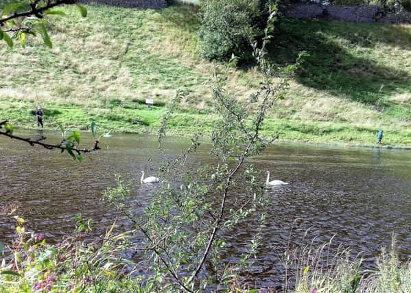 This pair of swans on the Teviot at Springwood, Kelso, were keeping a close eye on bankside anglers