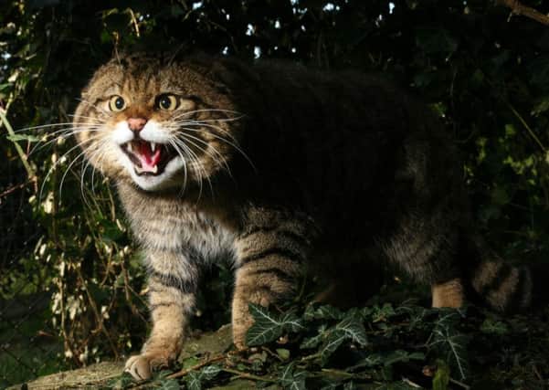 A Scottish wildcat.