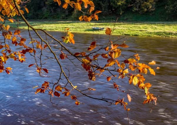 A hint of autumn beside the River Tweed near Newstead.