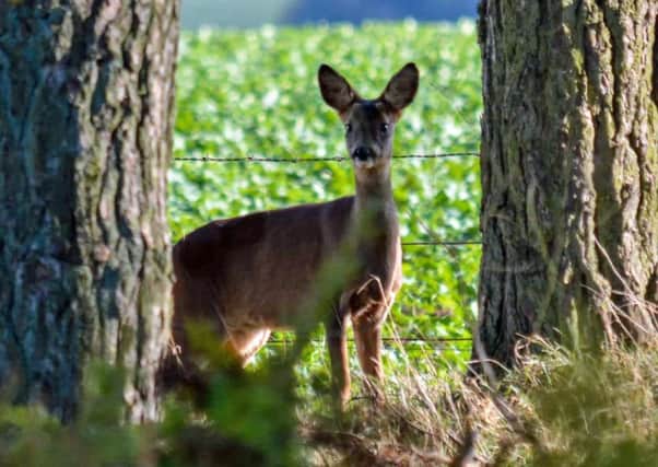 A deer at Bowmont Forest, south of Kelso