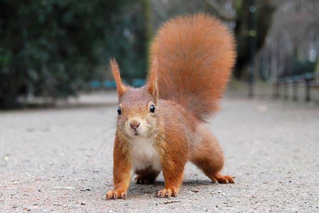 Record your sightings of red quirrels (and greys) at https://scottishsquirrels.org.uk