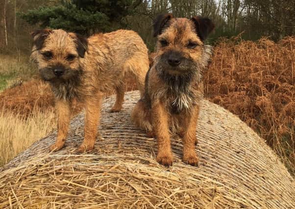 Georgia and Edward Bell's missing border terriers Ruby and Beetle.