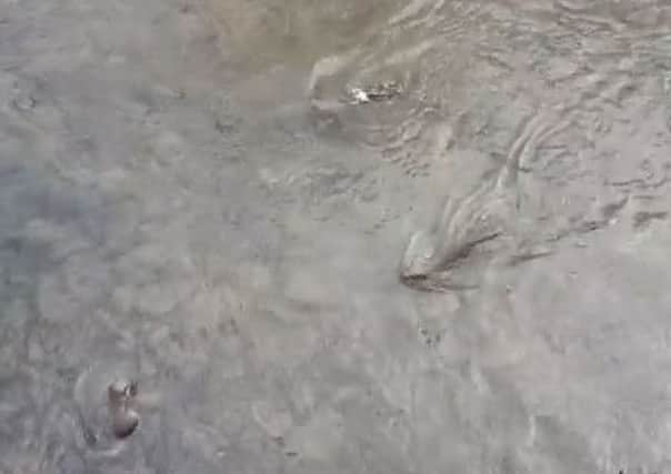 The three otters gambol in the river at Douglas Bridge, as seen in Murray Dickson's video.