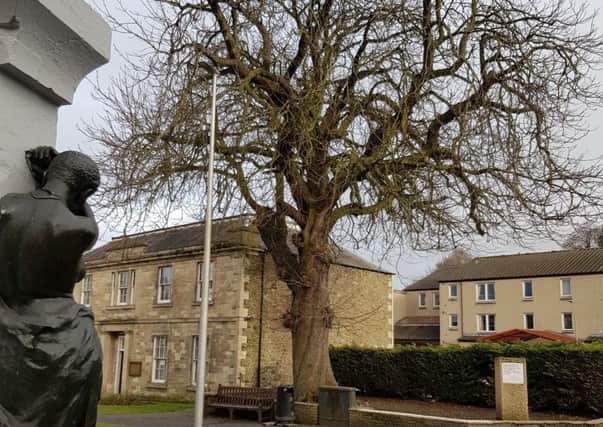 The chestnut tree outside the council buildings, across from the Mungo Park statue in Selkirk's High Street.