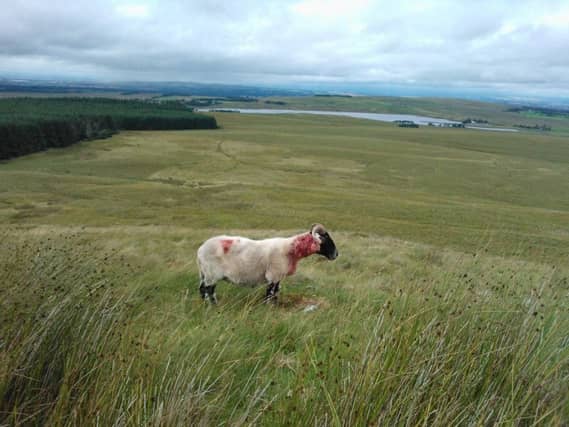 The worrying of sheep and other livestock by domestic dogs not only has an obvious financial and emotional impact on farmers when their animals are killed or injured, but also has an effect on the animals themselves, their productivity and welfare.