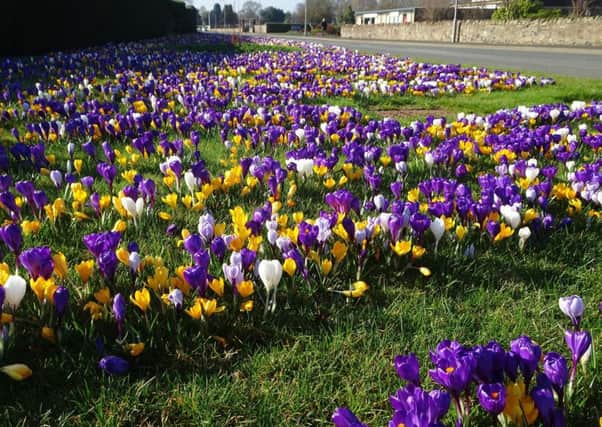 The eastern entrance to Kelso is blooming with crocuses, many purple, thanks to the towns Rotarians.
This is Kelsos contribution to Rotarys ongoing worldwide campaign to eradicate polio.