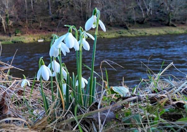 A seasonal image of snowdrops by the River Tweed at Old Melrose, by Melrose