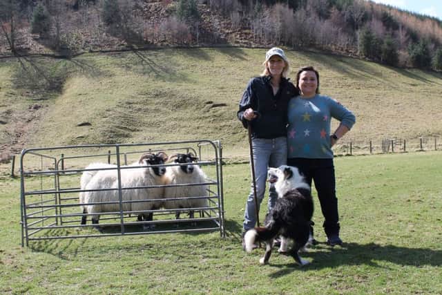 Susan tries her hand at sheep-herding with the help of Julie and her Border Collie Ban.