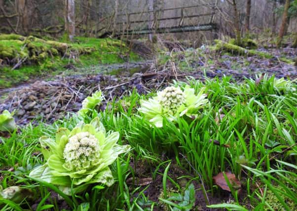 Part of the large colony of the unusual early spring plant White Butterbur, at the foot of Sprouston Glen near Newtown St Boswells