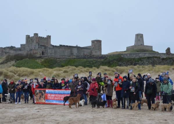Dog owners assembled at Bamburgh Beach on Sunday to back Georgie and Edward Bell's bid to track down their missing border terriers Ruby and Beetle.