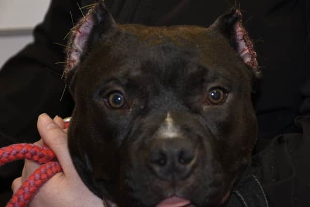 Sheriff Donald Ferguson described the illegal ear-clipping of American Bully pup Russia as a "butcher's job".