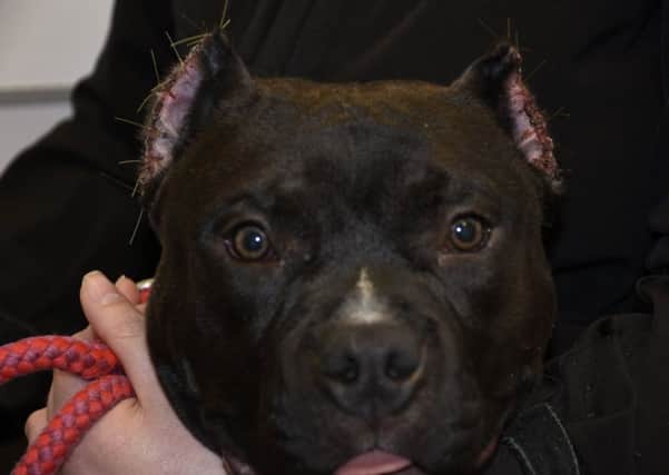Sheriff Donald Ferguson described the illegal ear-clipping of American Bully pup Russia as a "butcher's job".