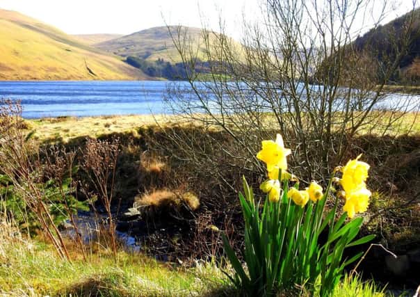 A solitary bunch of daffodils braves the bitingly-cold March wind at Loch of the Lowes.