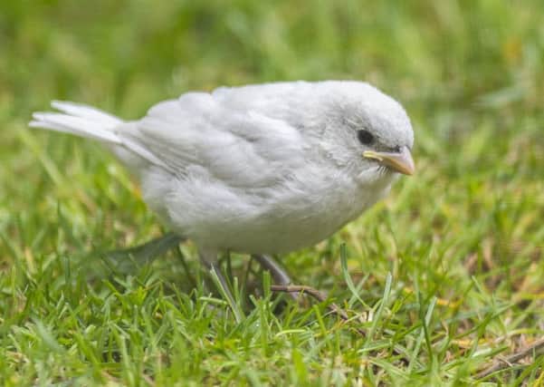 A rare white sparrow spotted in Lauder. Photo: Phil Wilkinson.