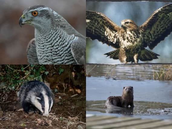 Wilson is accused of shooting goshawks, buzzards, badgers and an otter.