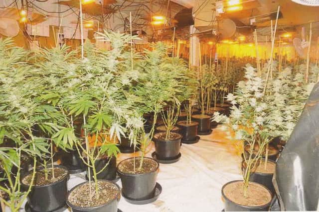 The cannabis farm found in Selkirk's Curror Street.