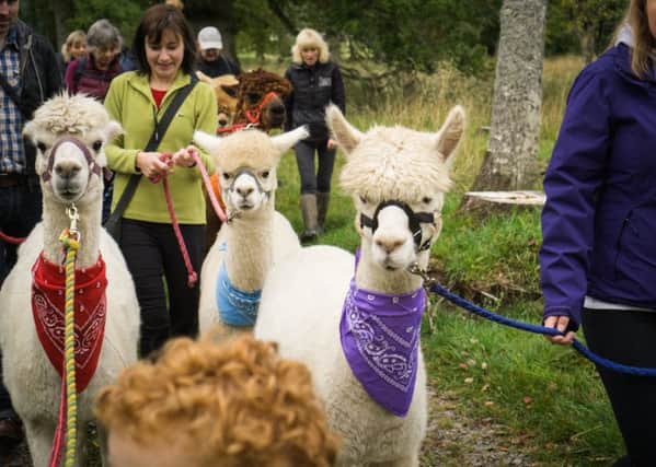 You could walk an alpaca at Bowhill next Wednesday.