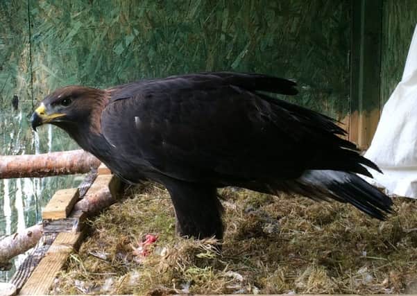 The eagle that died. Photo: South of Scotland Golden Eagle Project