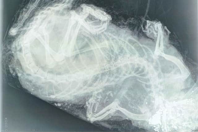 Remains of an otter found at the Longformacus Estate. Photo: Crown Office.