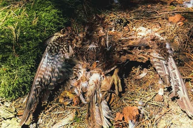 Remains of a bird of prey recovered from the Longformacus Estate. Photograph: Crown Office.