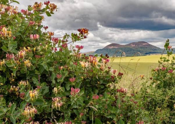 honeysuckle in full bloom with a backdrop of the Eildon Hills