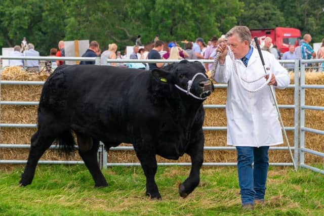 Ian Watson, of Kersquarter Kelso, with his winning Aberdeen Angus bull.