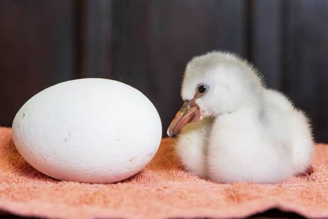 A four-day-old flamingo chick born at Bird Gardens Scotland at Oxton. Photo: Katielee Arrowsmith/SWNS