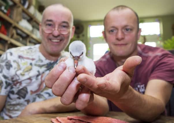 A four-day-old Chilean flamingo chick being hand-reared by Mark Haillay and Owen Joiner at Bird Gardens Scotland at Oxton. Photo: Katielee Arrowsmith/SWNS