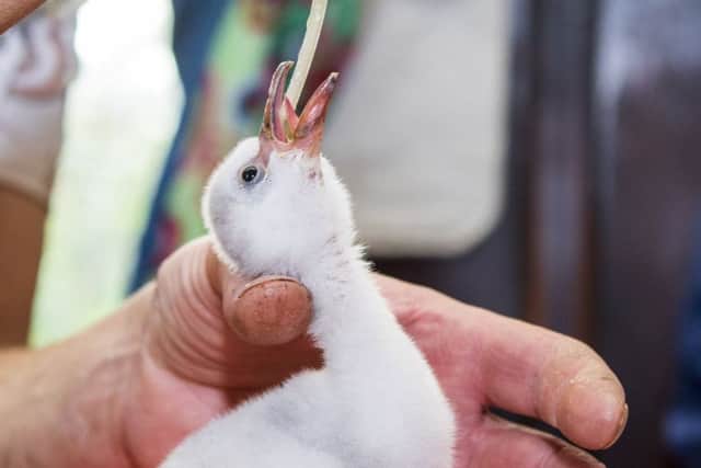 Four-day-old Chilean flamingo chick being hand reared by Mark Haillay and Owen Joiner at Bird Gardens Scotland.